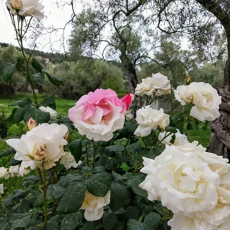 Pamar Village Tatil Evi